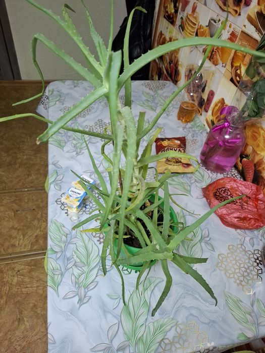 Алоэ продам 2500