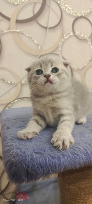 Милые котятки фолдики