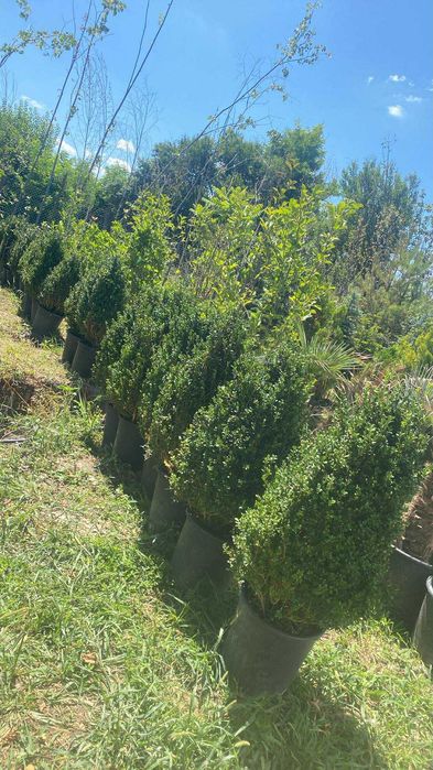 Buxus,leylandii,maslin