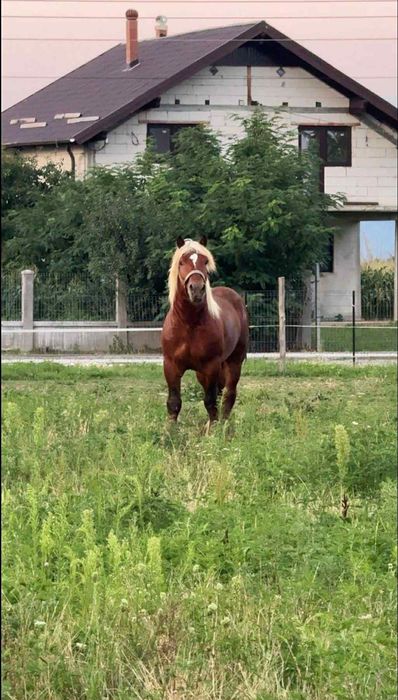 Vand Armasar Comtois de 4 pe 5 ani