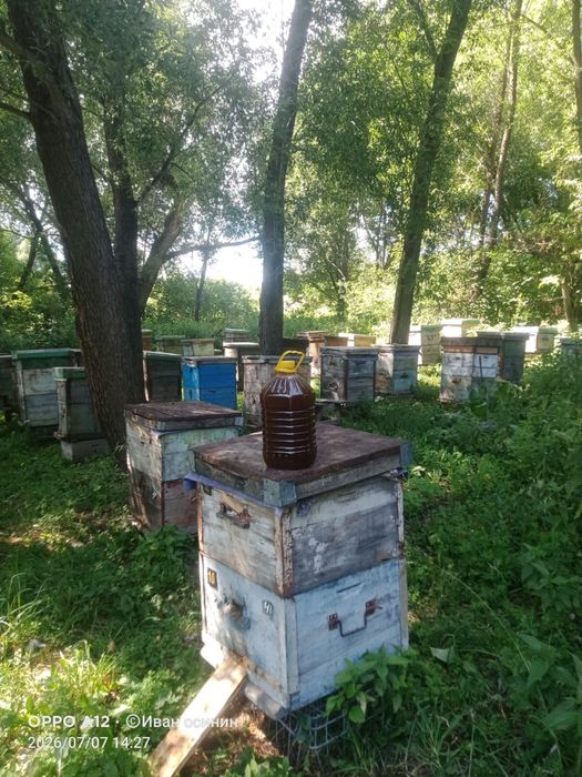 Продам мёд 5л-12000тг