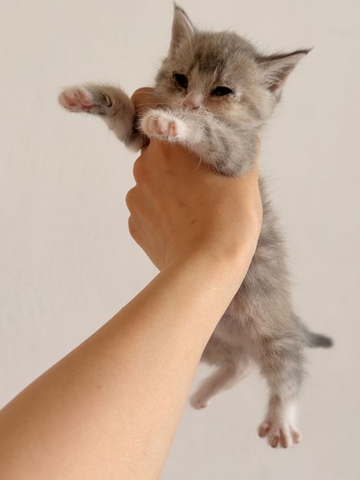 Отдаем котят