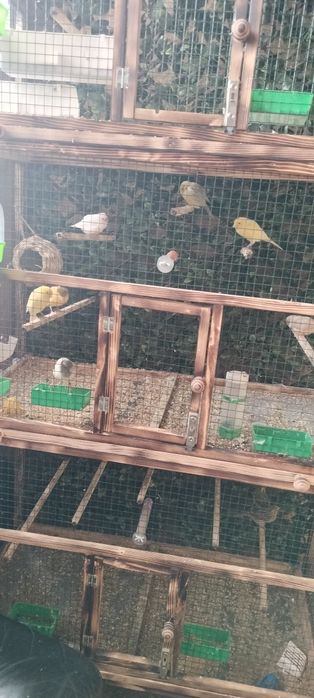 Voliera și păsări mici