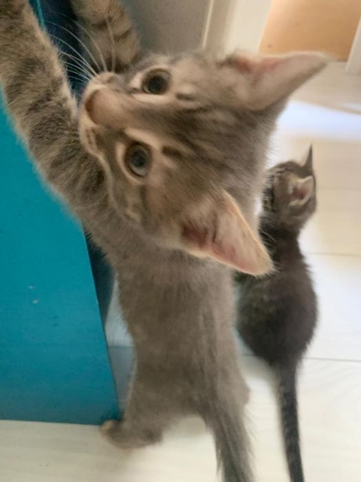 Отдам котят в хорошие руки