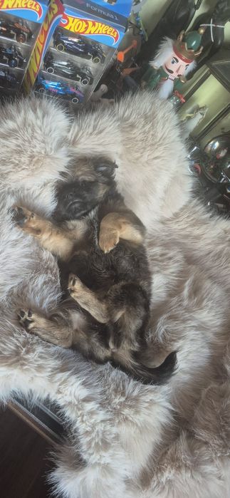 Chihuahua baietel cu acte