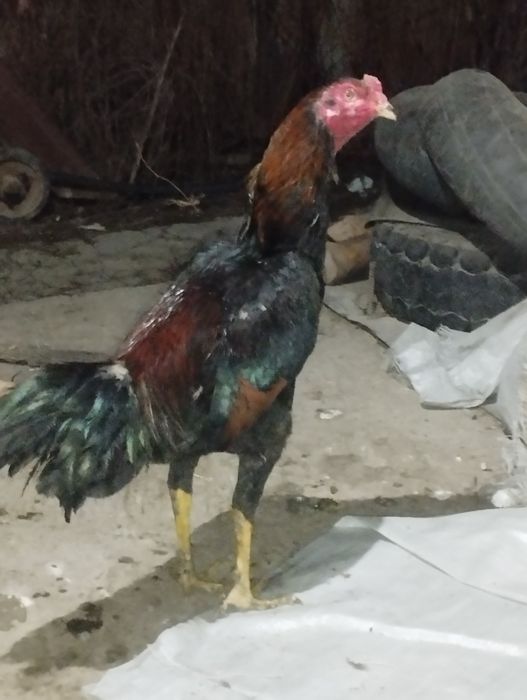 Дакан петухи 6 шт