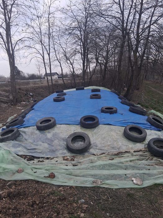 Vand furaj/siloz de porumb, pentru animale