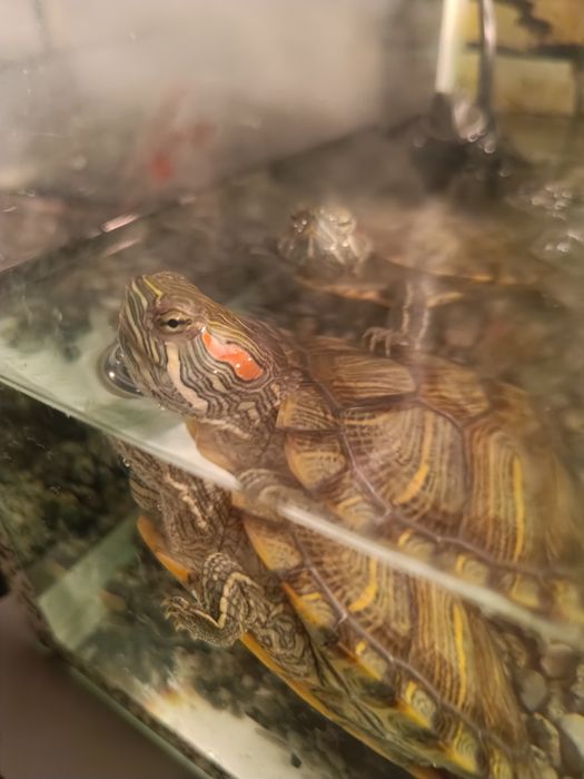 Продам аквариум с черепашками