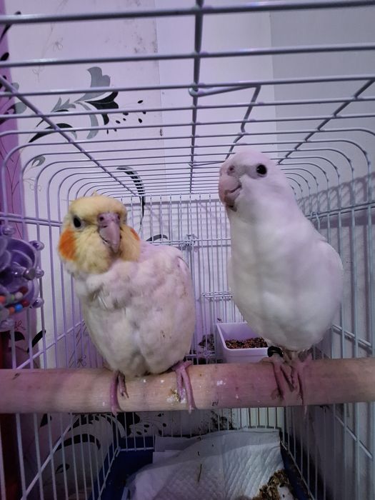 Pereche Papagali Nimfă