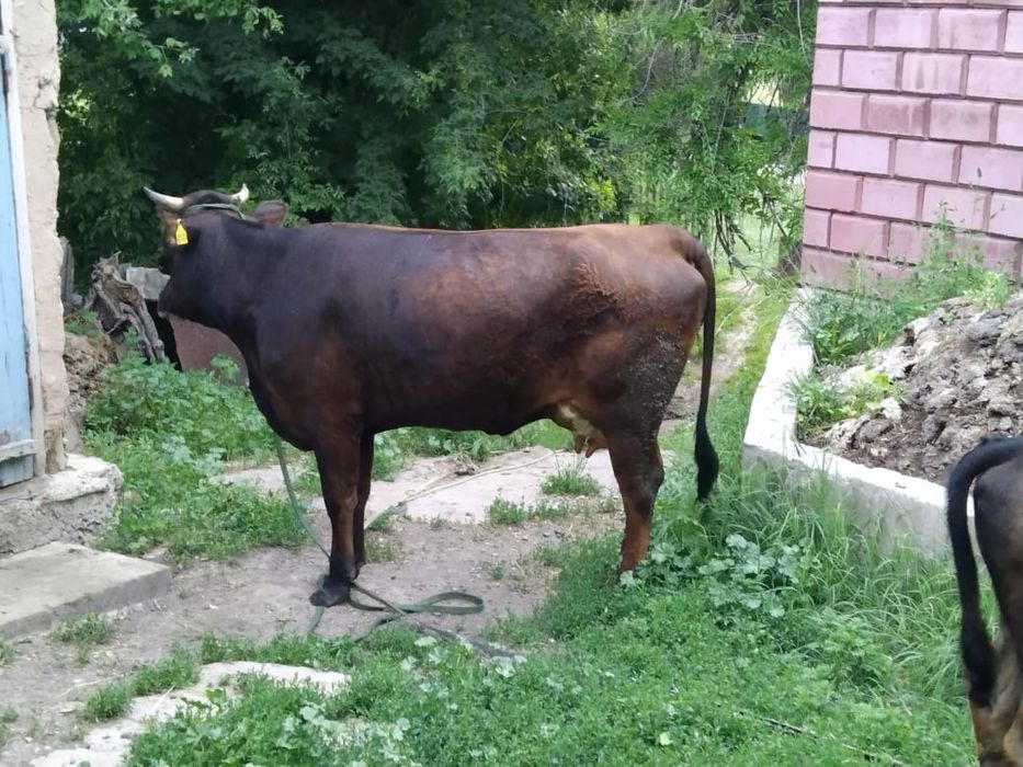 Продается первотёлка с телёнком
