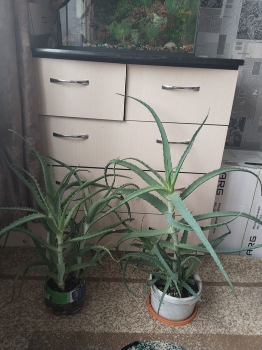 Продам алоэ лечебный