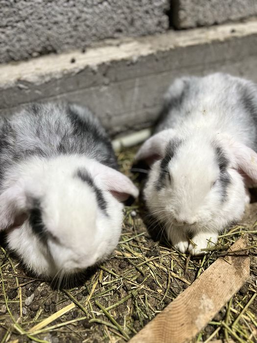 Французский вислоухи кролик