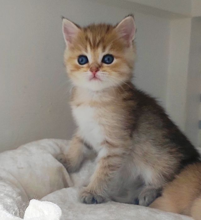 Котик БриТансКий зоЛоТой "