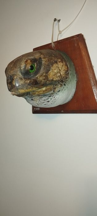 Водна остенурка от Куба