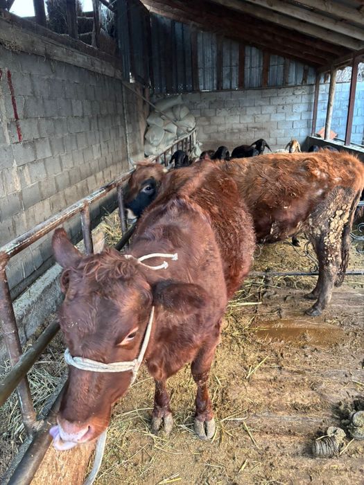 Продам 2 телки.