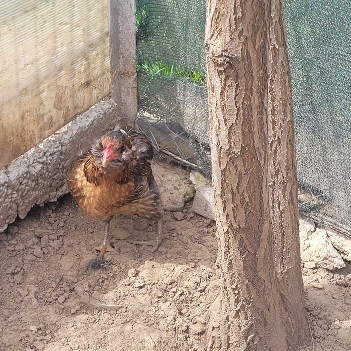 Perche araucane( 1 cocos + 1 gaina)