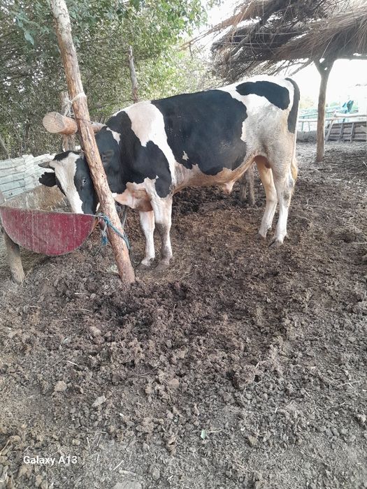 Buxoro viloyati jondor tuman