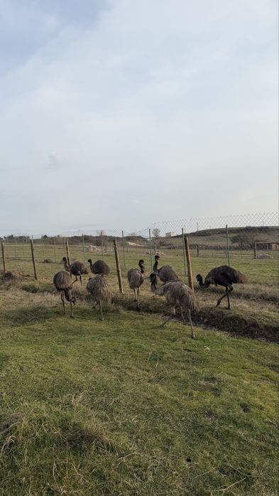 Голямо Ему Миналогодишни