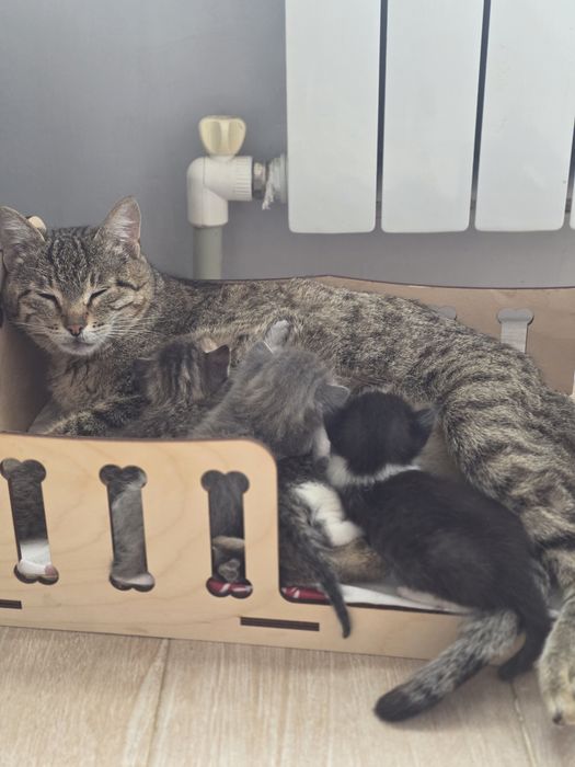 Котёнок домашний