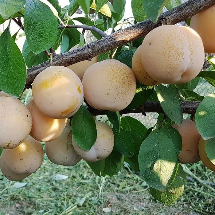 Prun (Soiul White Honey )