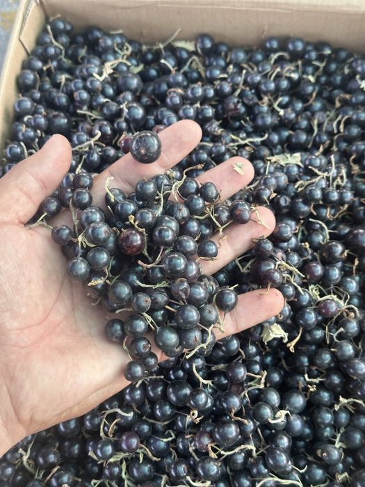 Облепиха | Симародина