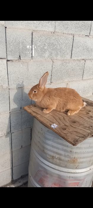 Продам кроликов, кролчат