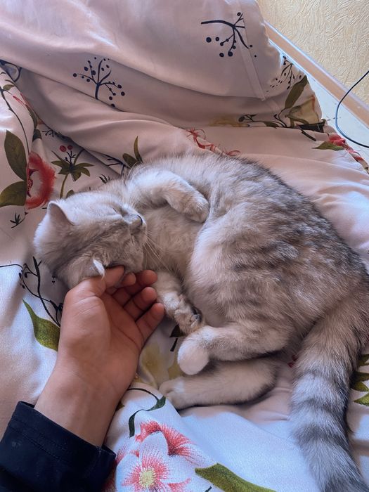 Кошка британский