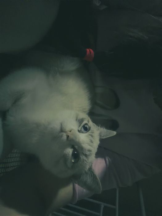 Котик маленький мальчик