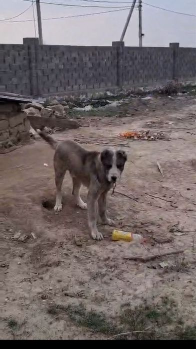 Таза қанда алабай төбет сатылады