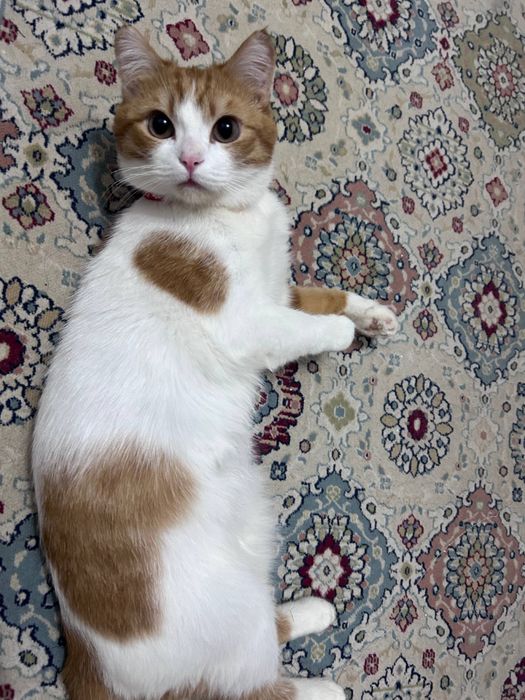 Отдадим кота в хорошие руки