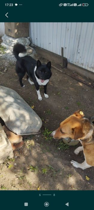 Отдам в добрые руки