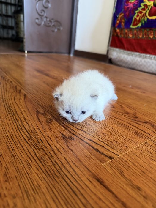 Продаются котята!