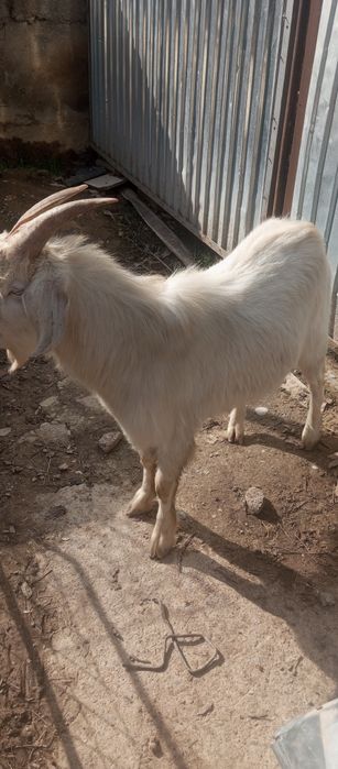 Козел годовалый смешанный