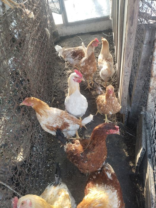 Продам  породистых петухов :