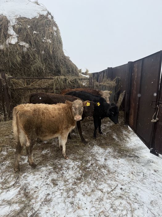 Продам телки 10 месяцев