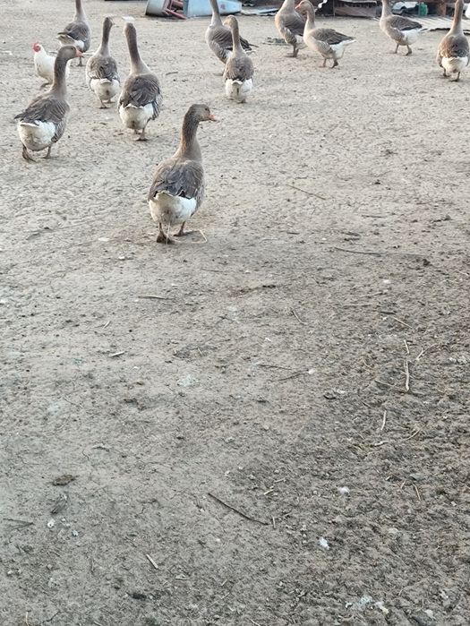 Продам гусиное яйцо