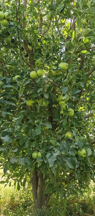 Олма сотилади голдин