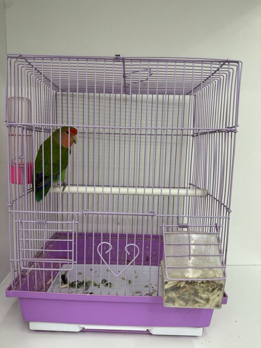 Popugay  urgochi qafasi bn sotiladi ovqati ham bor