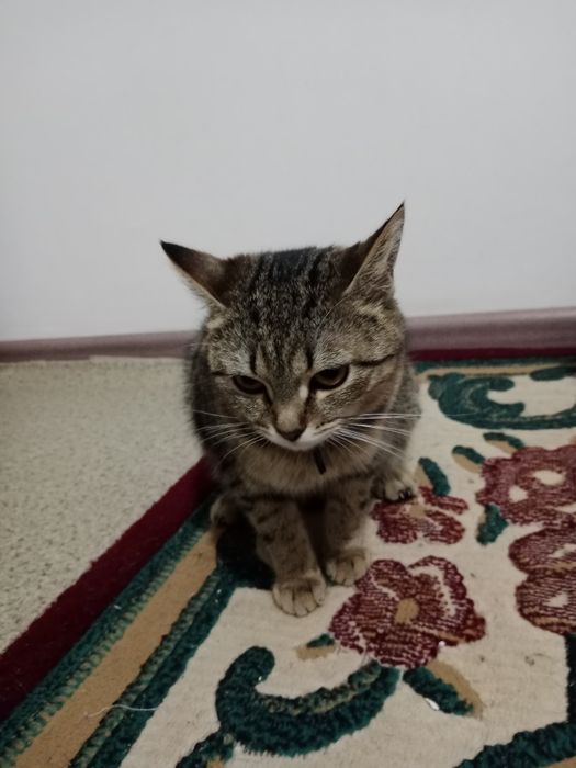 Отдам в добрые руки