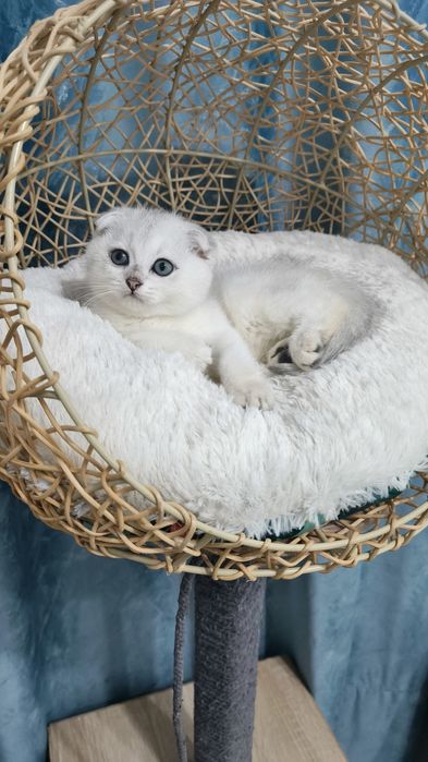 Продаётся чистокровные шотландские девочки