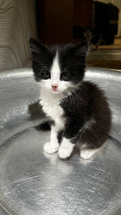 Отдам игривых котят,одна девочка и три мальчика.