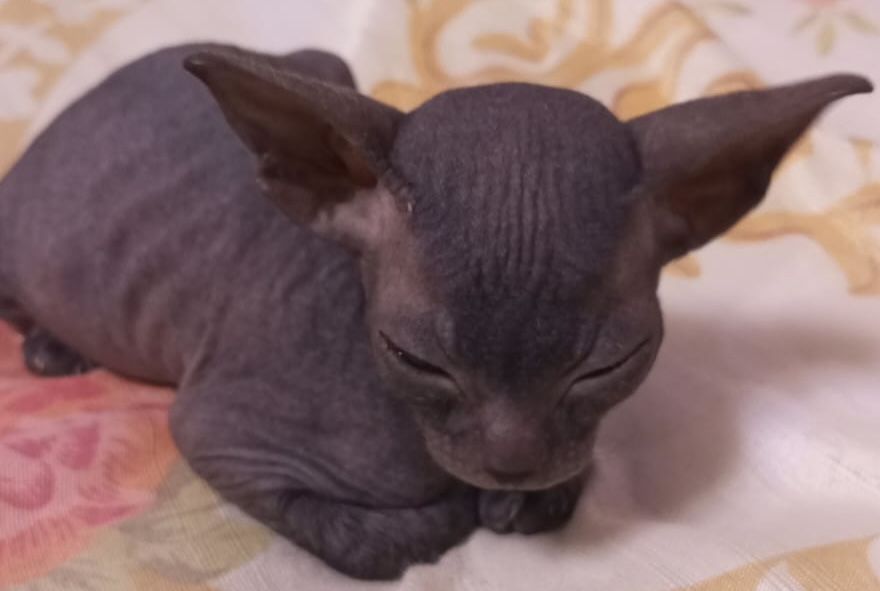 Продам кошечку сфинкс