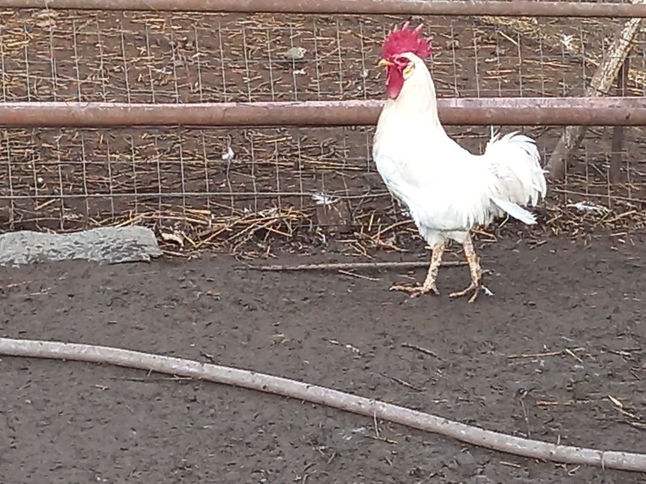 Oua pentru incubat de rasă Italieni alb(leghorn)