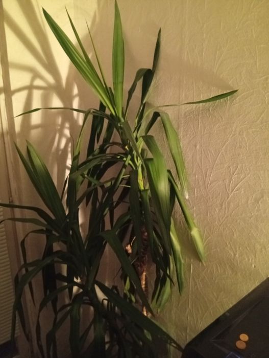 Палма Юка.Вечнозелено нецъвтящо растение.