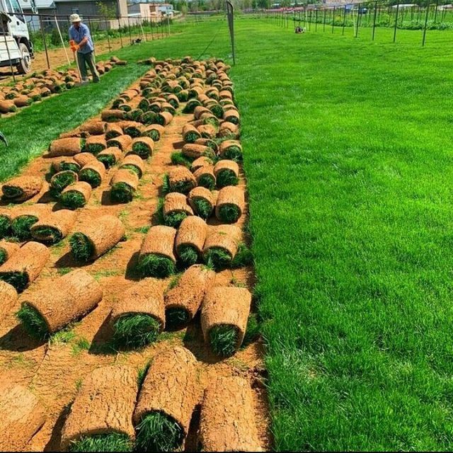 Gazon va ladshaf dizayen