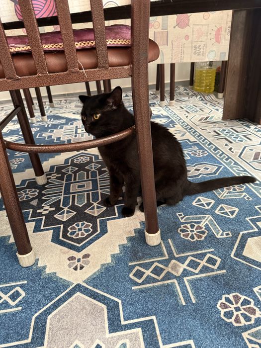 Черный кот . Умная кошка