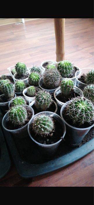 Продам Кактус Цветущий