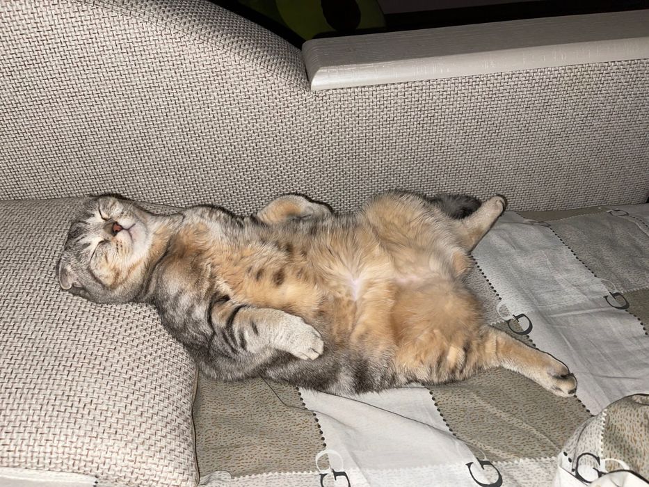 Кошка шотландская вислоухая