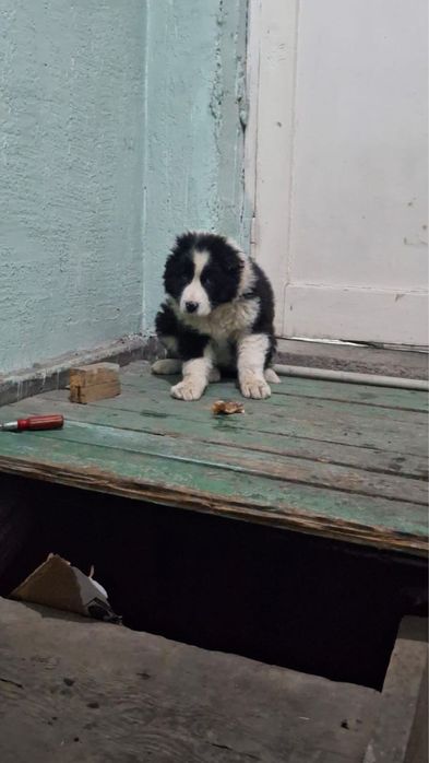 Алабай кушык сатылады