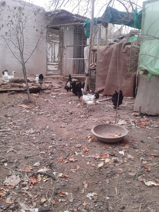 Vork tovuq xo'rozlar jo'jalar